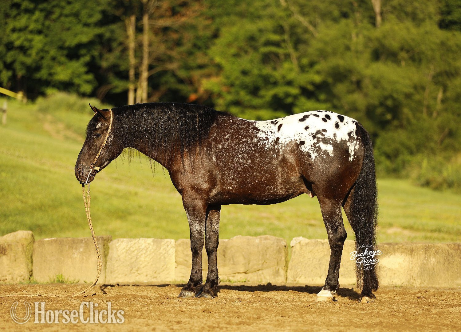 Friesian - "Cash" Black Gelding Friesian