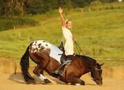 "Cash" Black Gelding Friesian