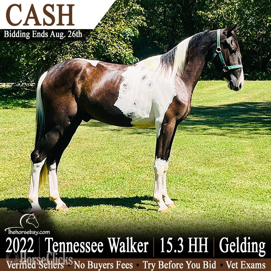 "Cash" Black Gelding Tennessee Walker in Kentucky