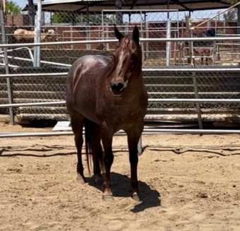 "Rosie Ann " Red Roan Mare Quarter Horse