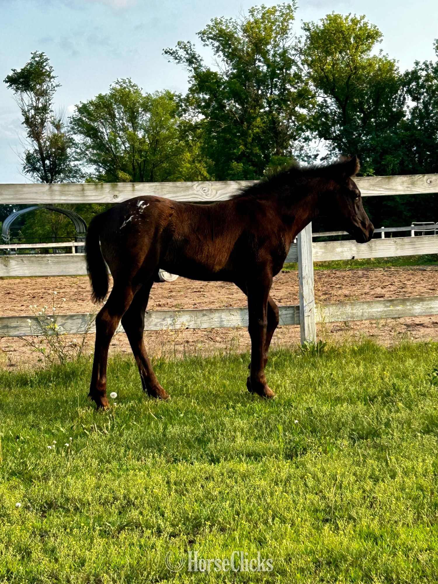 "RZA DAMASCUS NIGHTSTORM" Black Colt Appaloosa