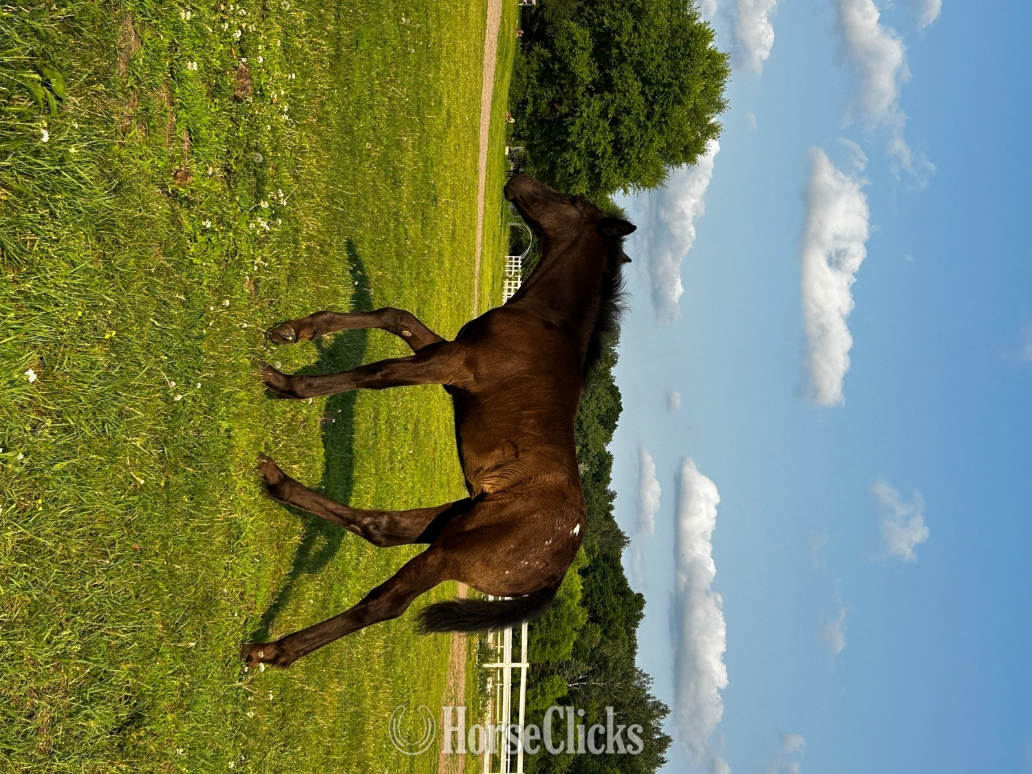 "RZA DAMASCUS NIGHTSTORM" Black Colt Appaloosa - Appaloosa in Minnesota