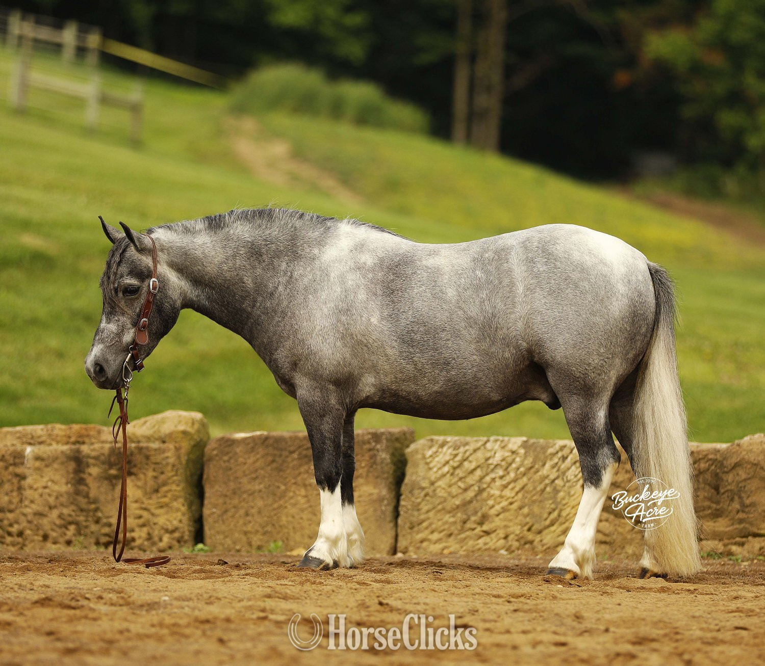 "Chase" Grey Gelding Pony in Ohio