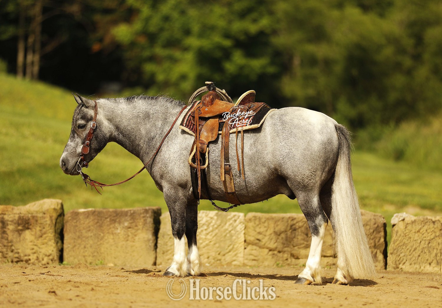 Ohio "Chase" Grey Gelding Pony