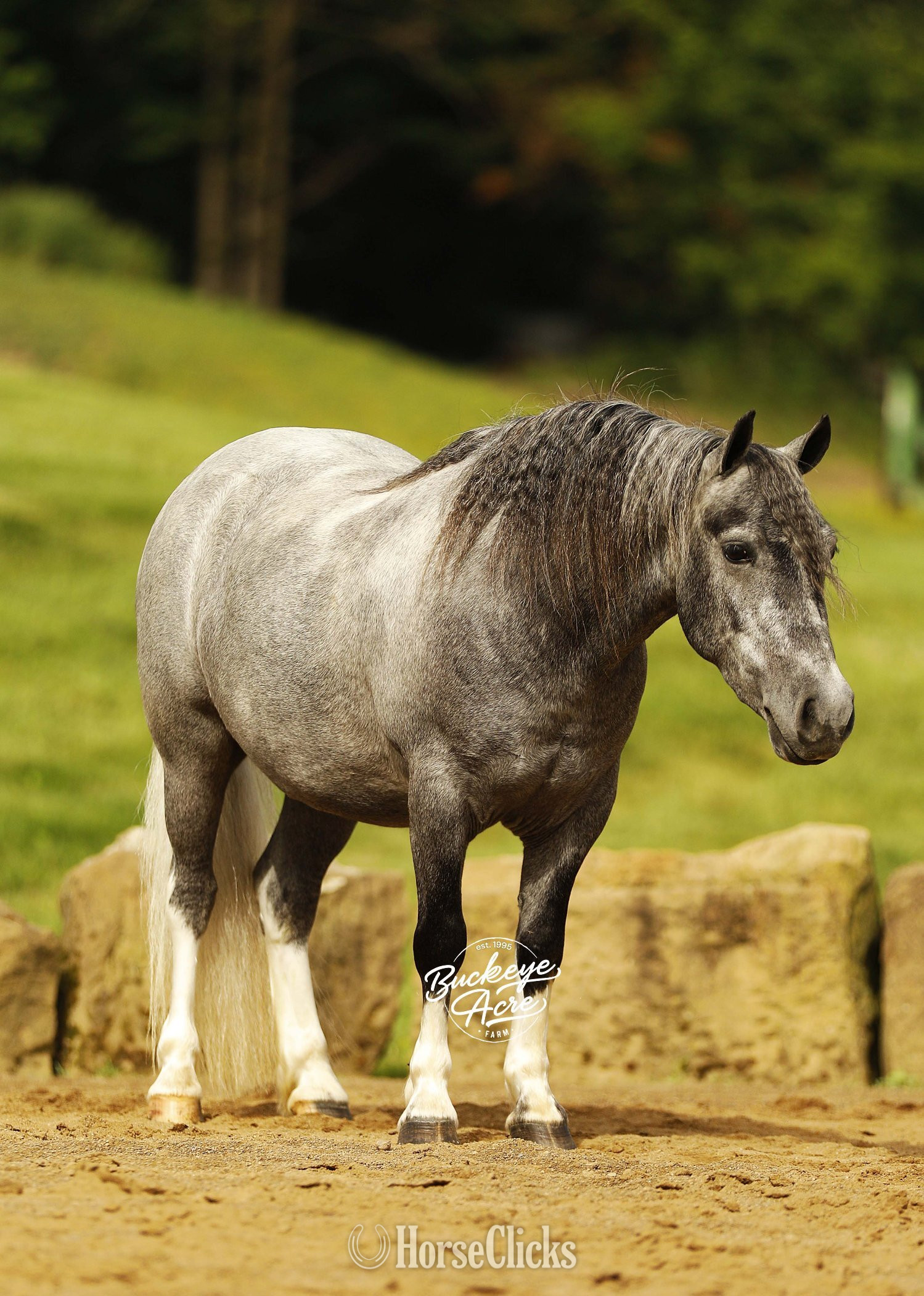 "Chase" Grey Gelding Pony - Pony in Ohio