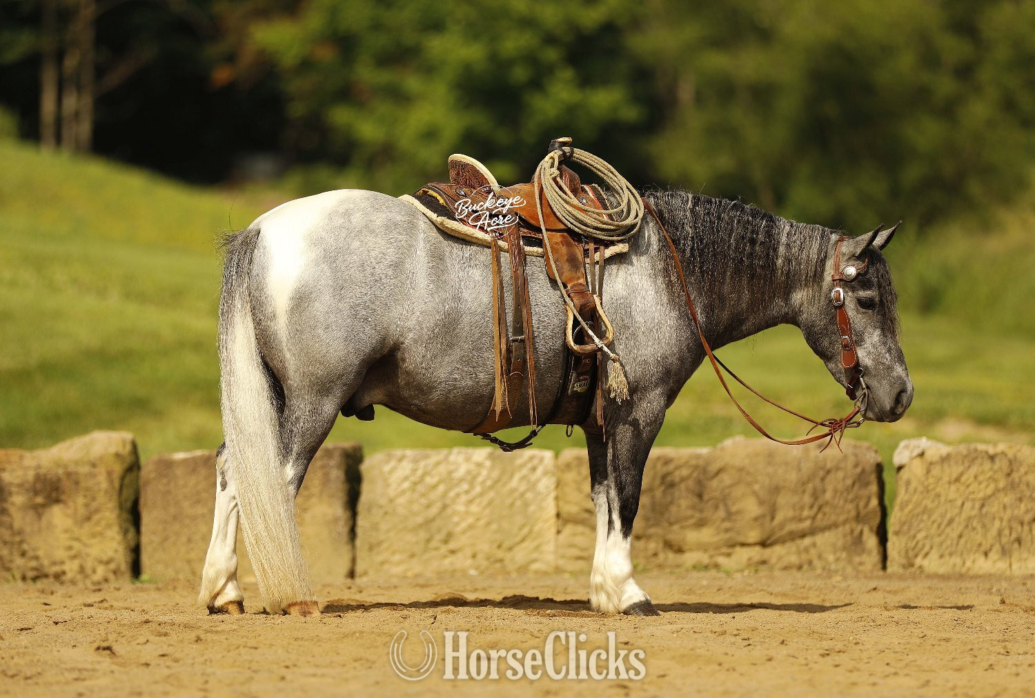 "Chase" Grey Gelding Pony - Pony
