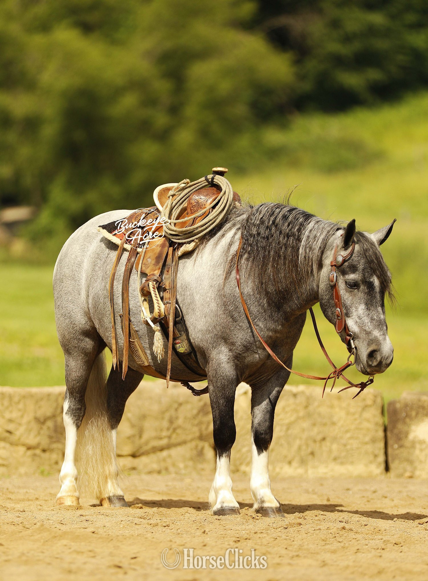 "Chase" Grey Gelding Pony Ohio
