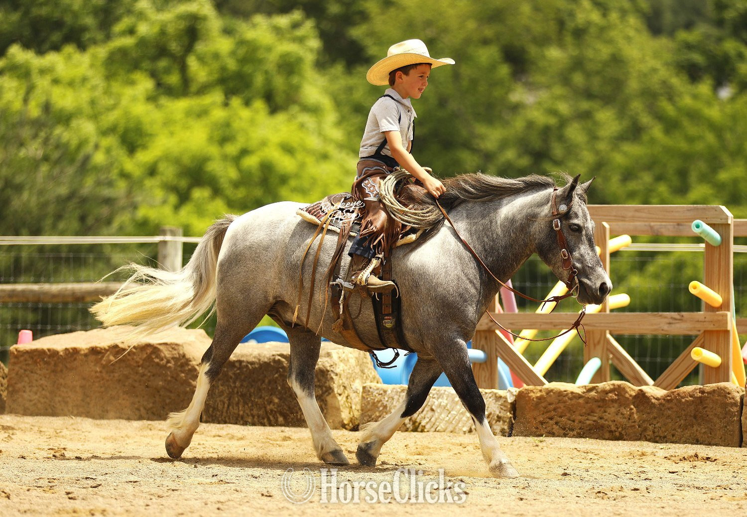 Pony - "Chase" Grey Gelding Pony