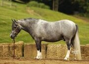 "Chase" Grey Gelding Pony