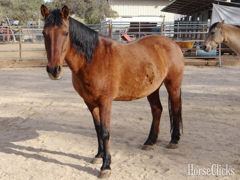 "ALLIE" Dun Mare Mustang in California