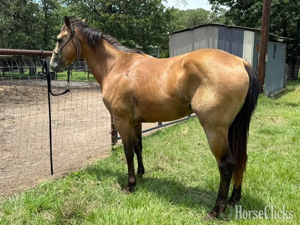 "Bayo" Buckskin Gelding Quarter Horse in Texas