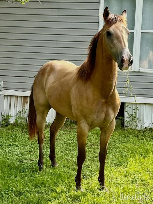 "Bayo" Buckskin Gelding Quarter Horse