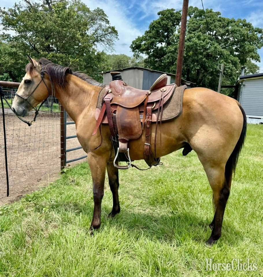 Texas "Bayo" Buckskin Gelding Quarter Horse