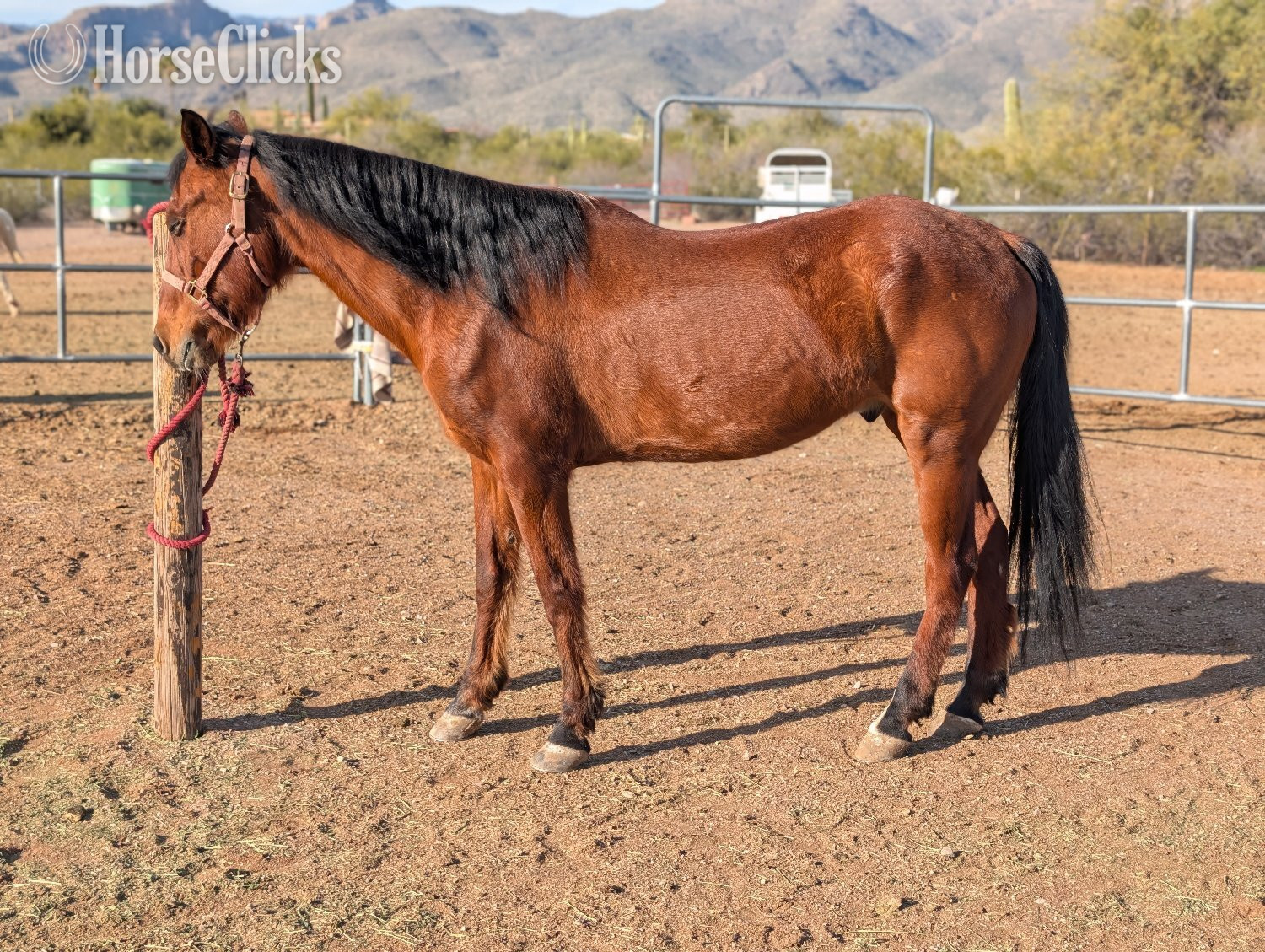 "Ace" Brown Gelding Arabian in Arizona