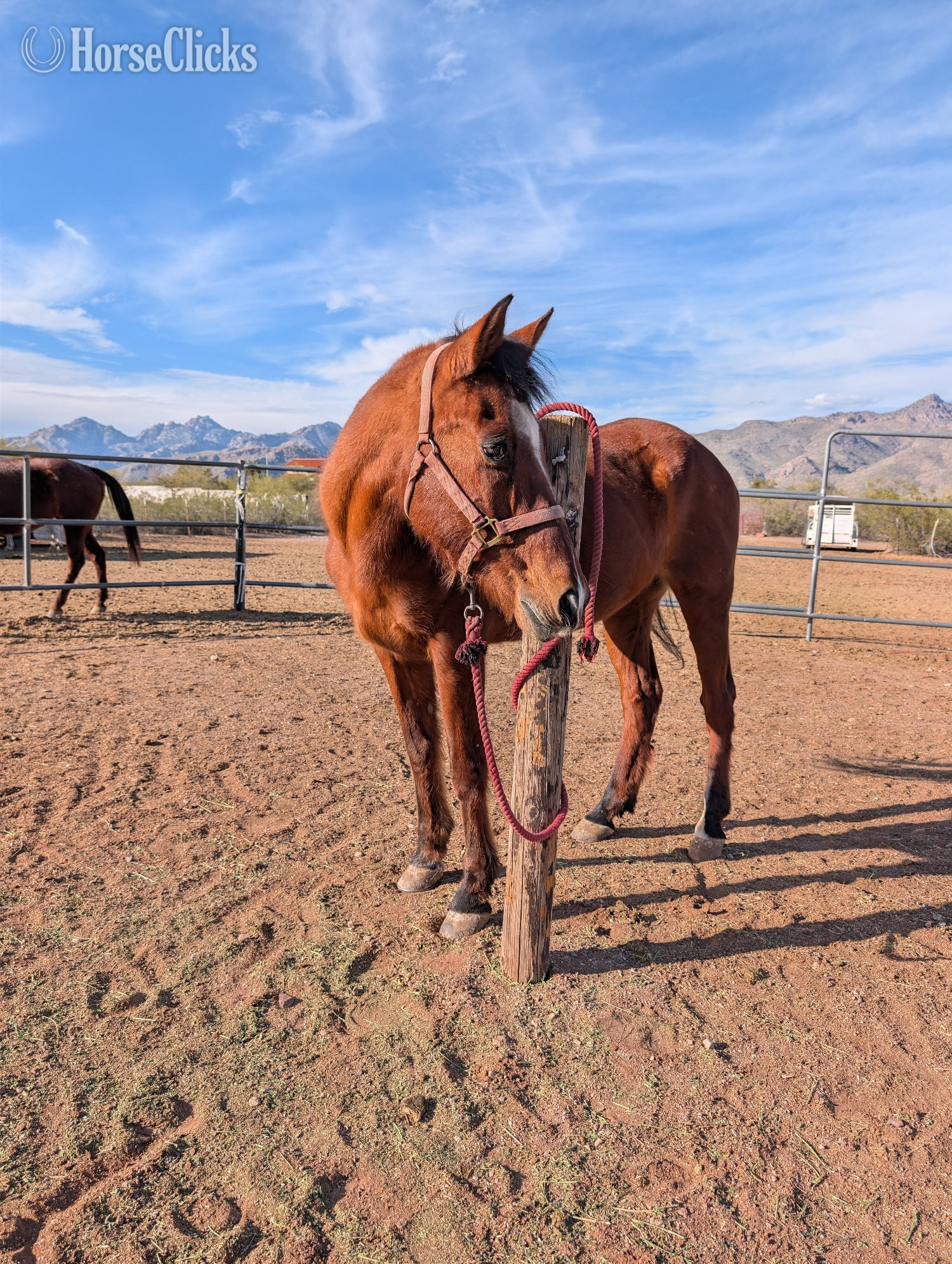 "Ace" Brown Gelding Arabian