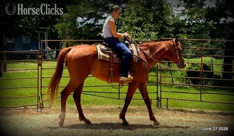 "Yogy" Sorrel Gelding Quarter Horse