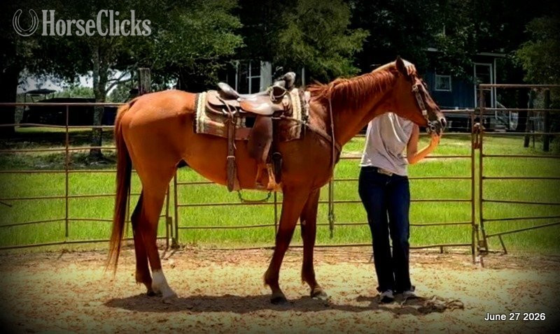 Texas "Yogy" Sorrel Gelding Quarter Horse
