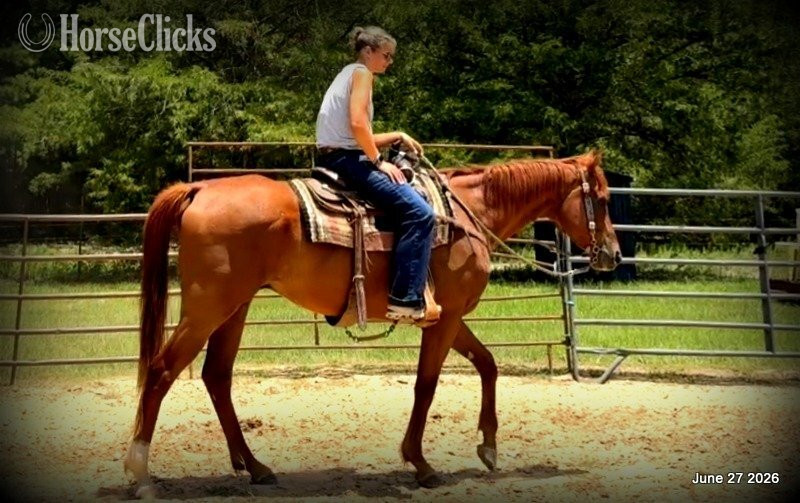 "Yogy" Sorrel Gelding Quarter Horse - Quarter Horse in Texas