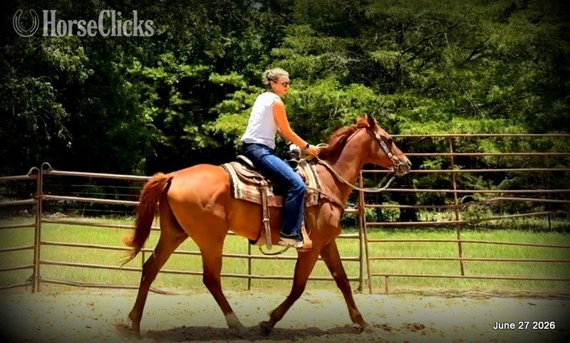 "Yogy" Sorrel Gelding Quarter Horse - Quarter Horse