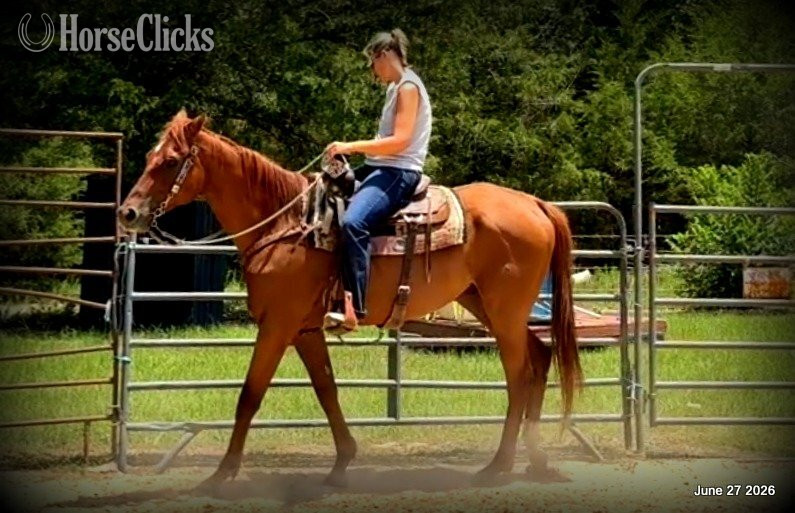 "Yogy" Sorrel Gelding Quarter Horse Texas