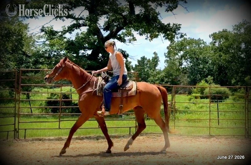 Quarter Horse - "Yogy" Sorrel Gelding Quarter Horse in Texas