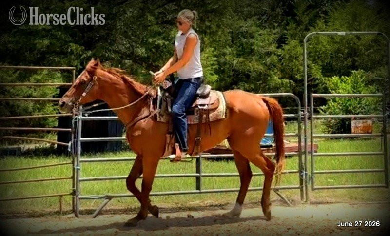 Quarter Horse - "Yogy" Sorrel Gelding Quarter Horse