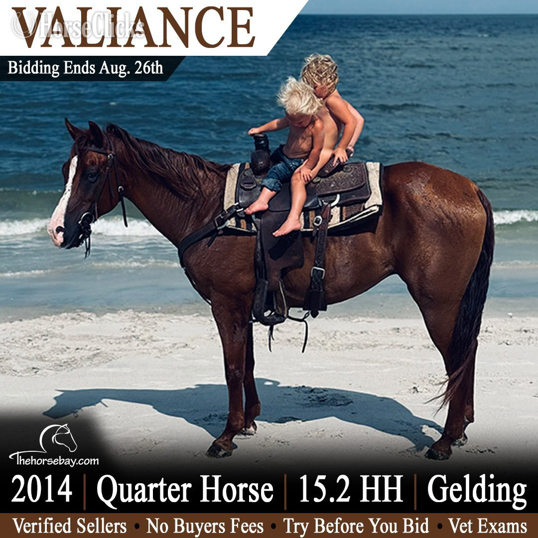 "Valiance" Sorrel Gelding Quarter Horse in Florida