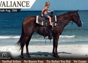 "Valiance" Sorrel Gelding Quarter Horse