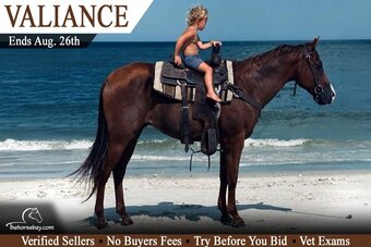 "Valiance" Sorrel Gelding Quarter Horse