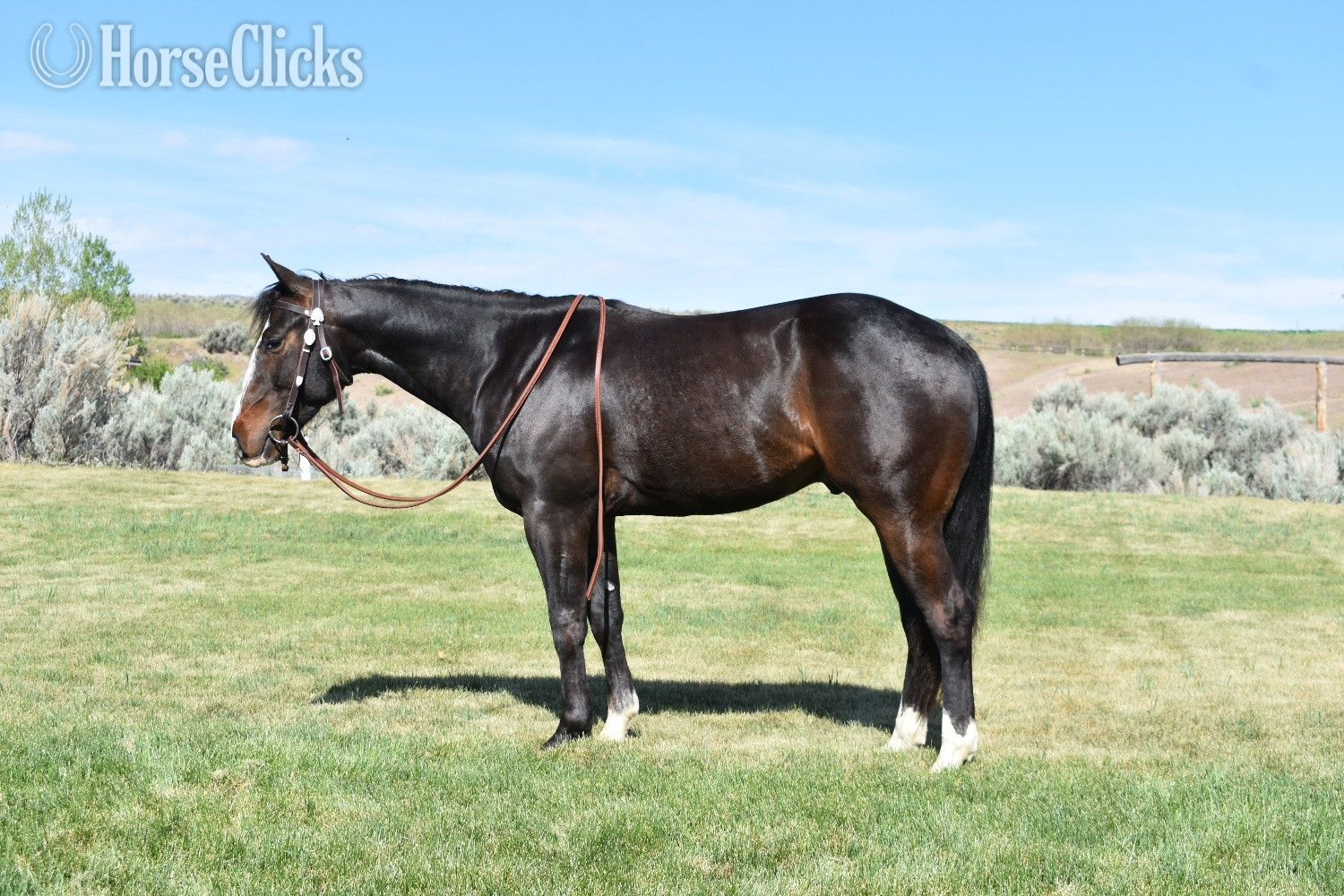 Idaho "SMOKE N AWWE" Brown Gelding Quarter Horse