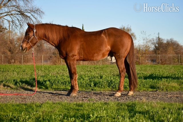 "Doc's red Solo Cup (Toby Keith)" Sorrel Gelding Paint in California