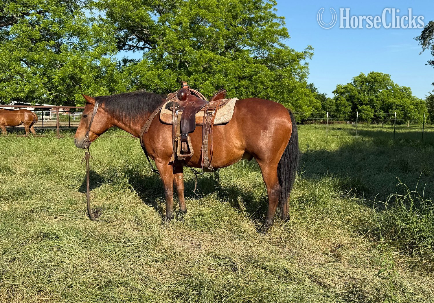"Topsail Trouble" Bay Gelding Quarter Horse in Texas