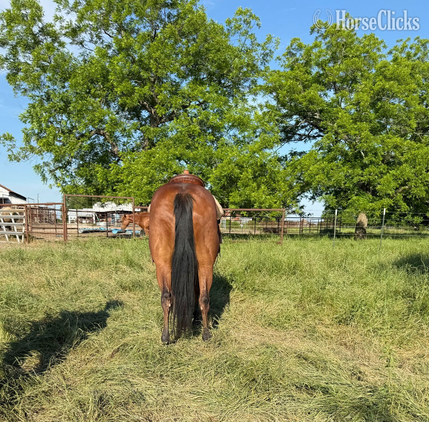 Texas "Topsail Trouble" Bay Gelding Quarter Horse