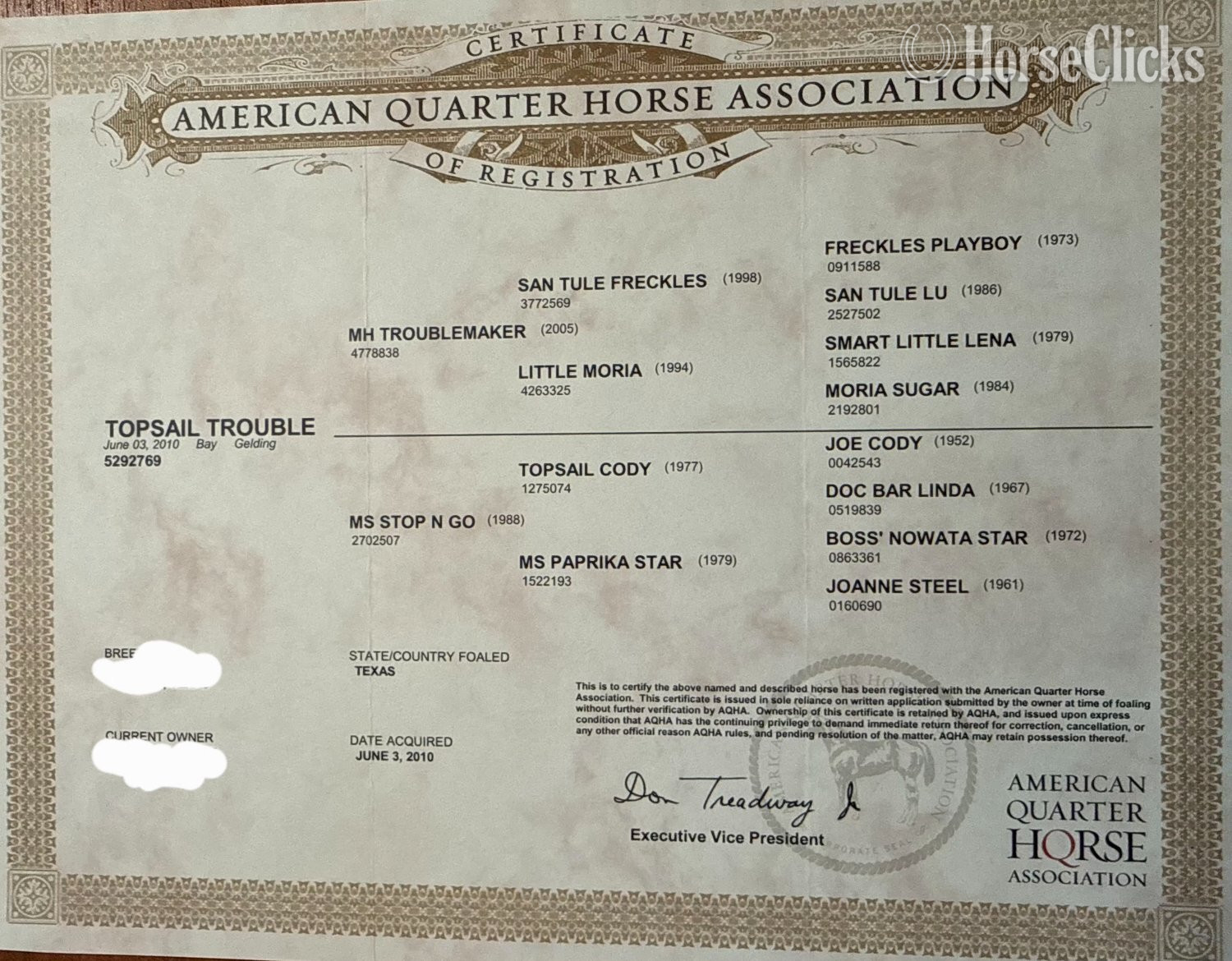 "Topsail Trouble" Bay Gelding Quarter Horse - Quarter Horse