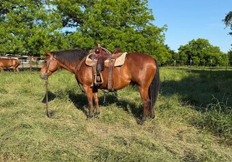 "Topsail Trouble" Bay Gelding Quarter Horse