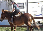 "Rosie " Chestnut Mare Mule
