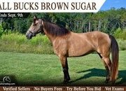 "Brown Sugar" Buckskin Mare Tennessee Walker