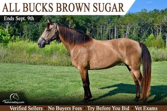"Brown Sugar" Buckskin Mare Tennessee Walker