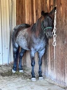 "Purdy" Blue Roan Mare Quarter Horse