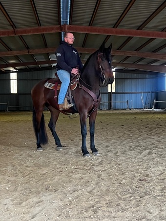 "Grace" Bay Mare Friesian