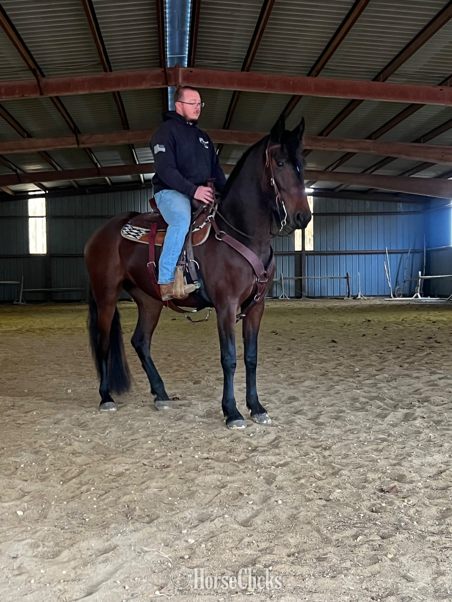 "Grace" Bay Mare Friesian in Delaware