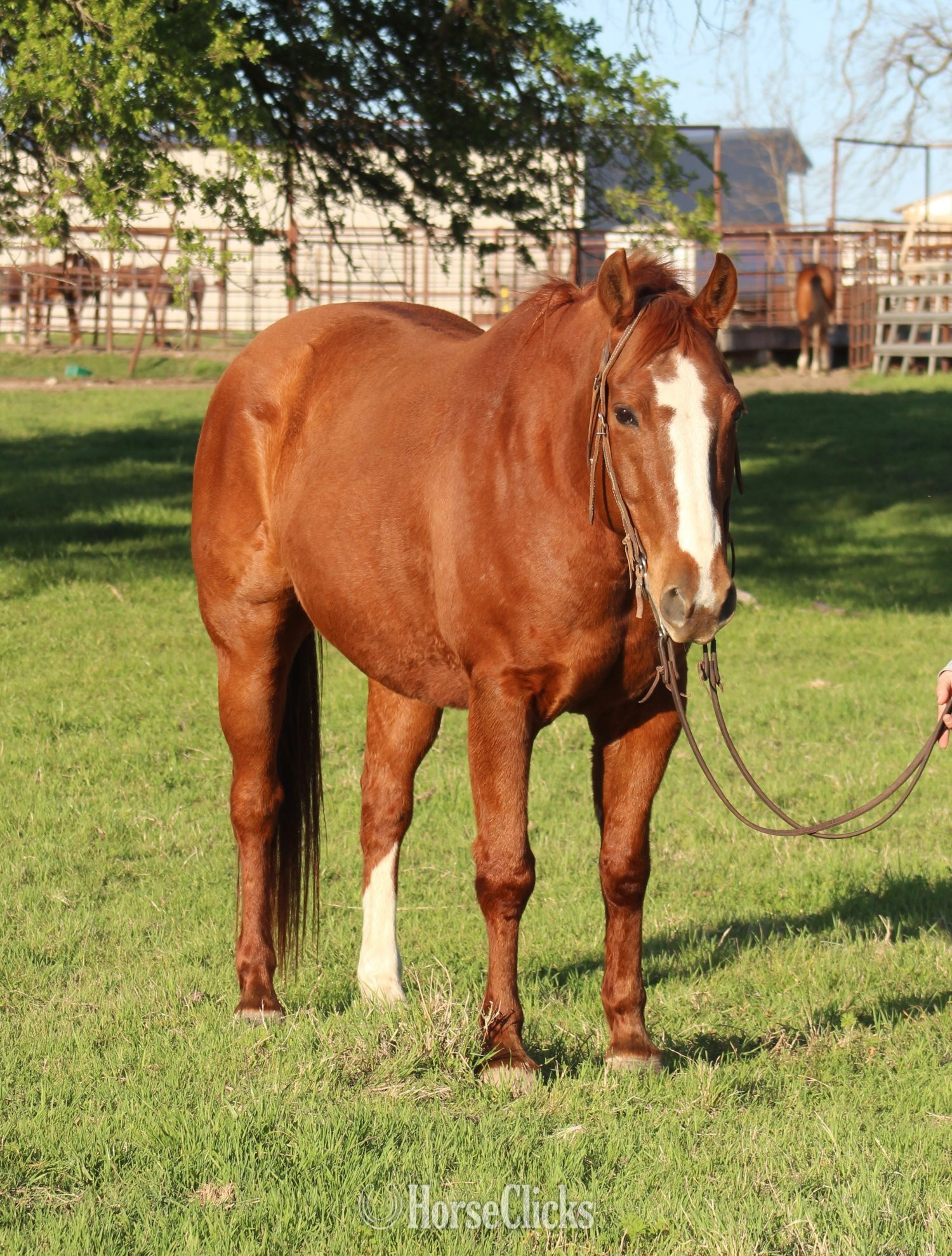 "PLAYBOYS GOT POWER" Sorrel Gelding Quarter Horse