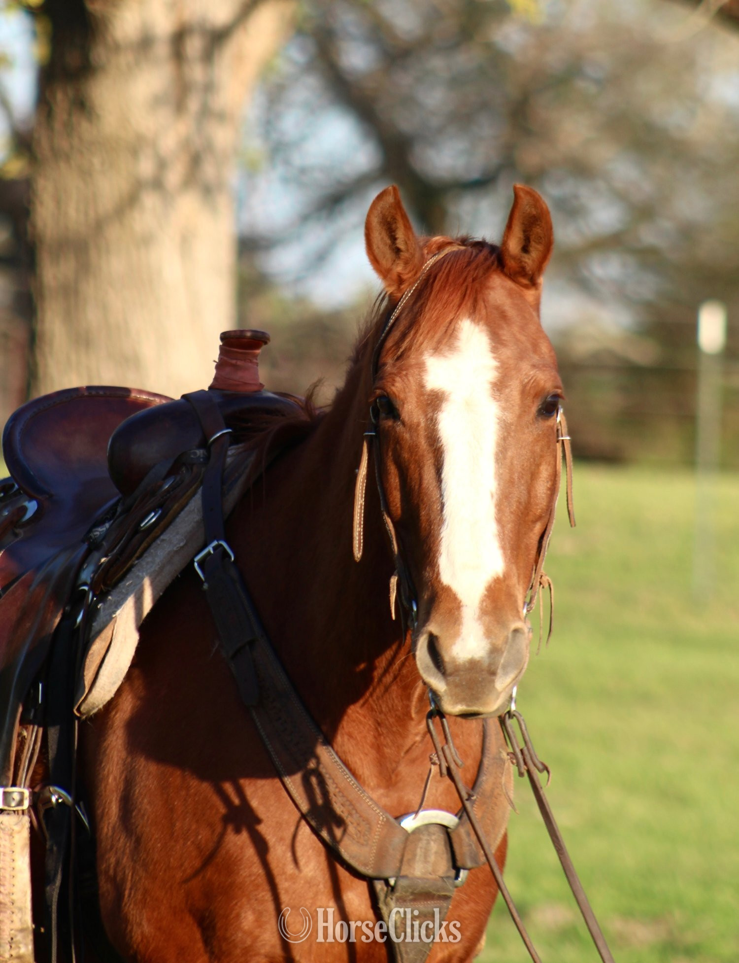 "PLAYBOYS GOT POWER" Sorrel Gelding Quarter Horse - Quarter Horse in Texas