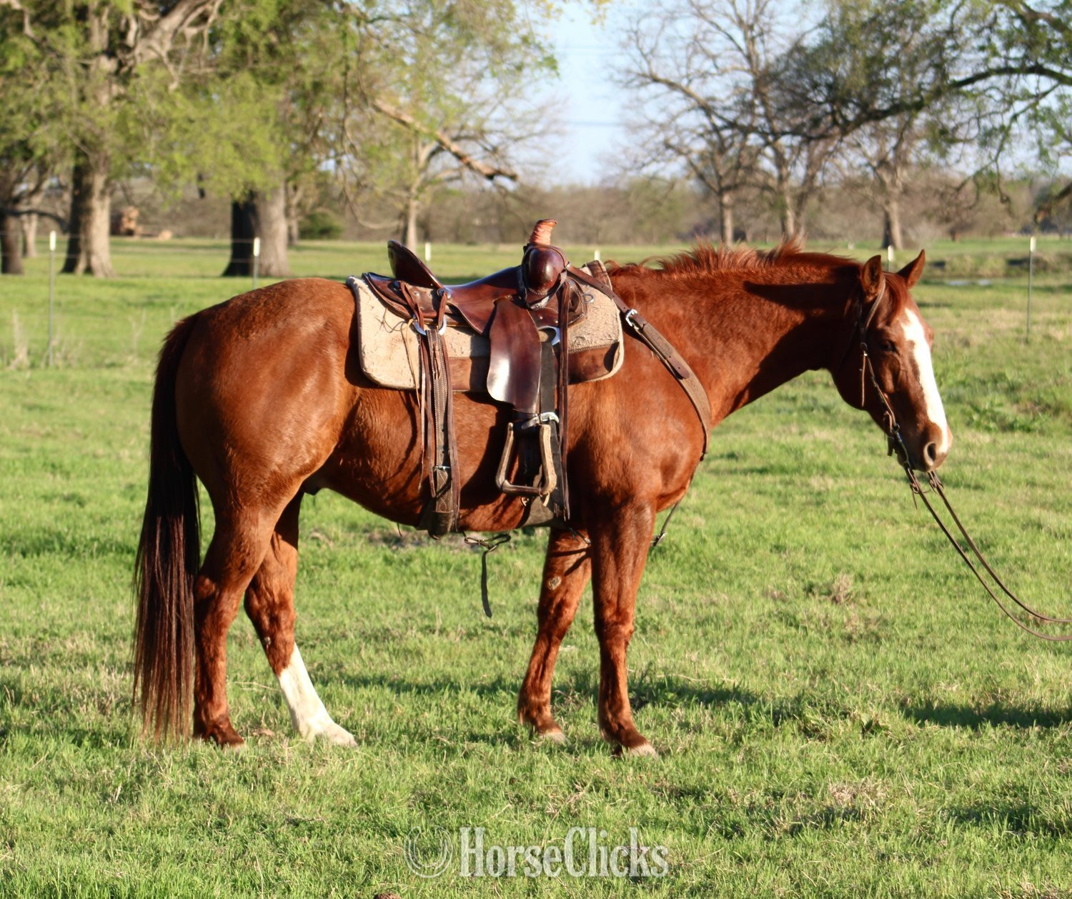 "PLAYBOYS GOT POWER" Sorrel Gelding Quarter Horse - Quarter Horse