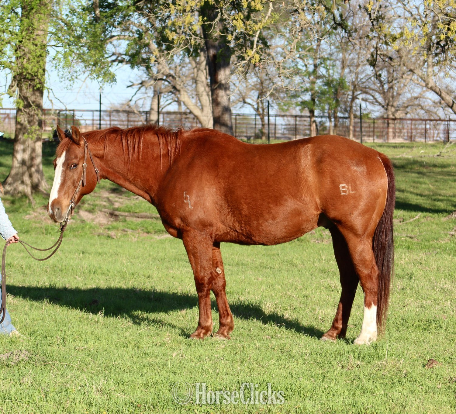 "PLAYBOYS GOT POWER" Sorrel Gelding Quarter Horse Texas