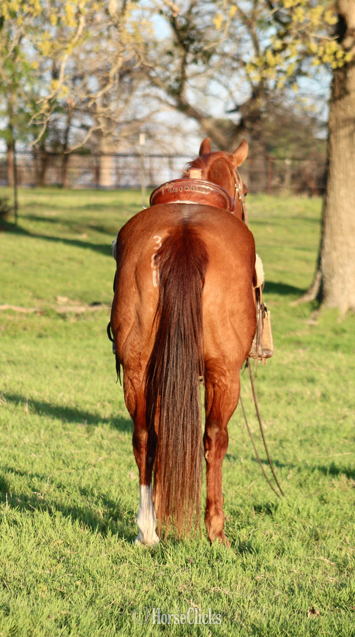 Quarter Horse - "PLAYBOYS GOT POWER" Sorrel Gelding Quarter Horse in Texas