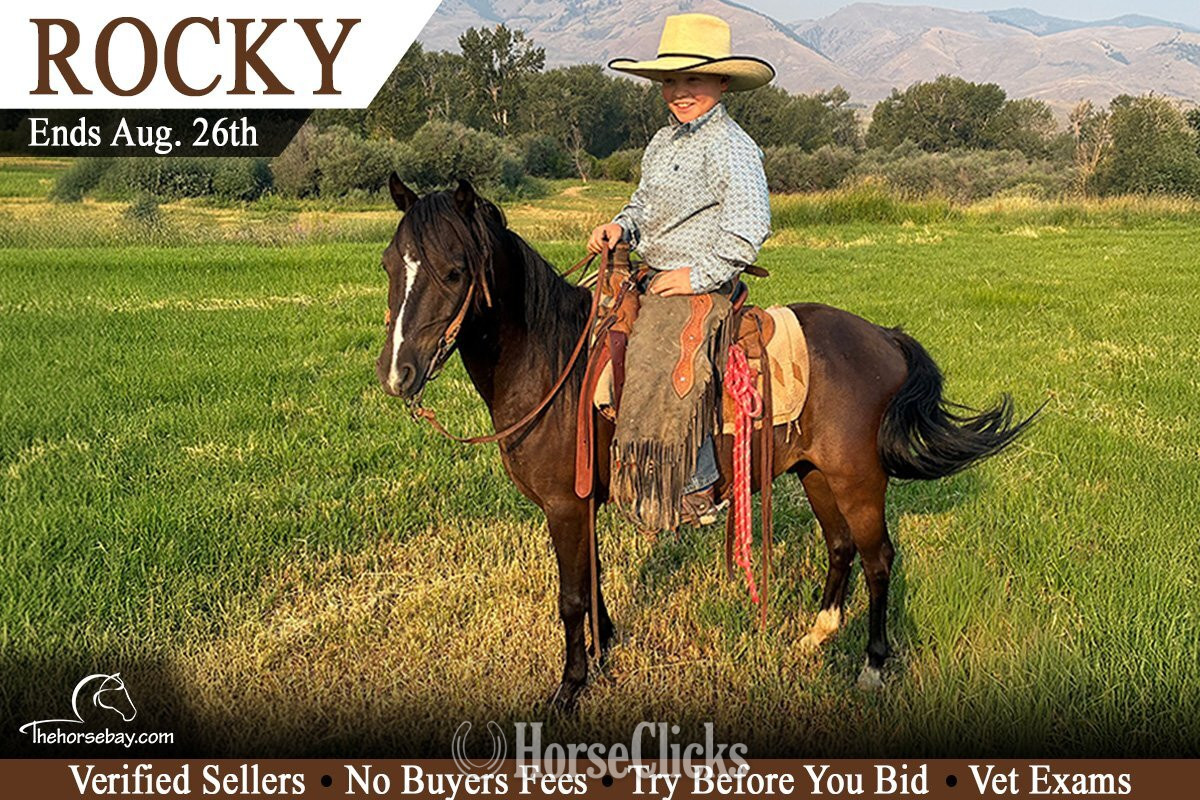 "Rocky" Black Gelding Shetland Pony in Idaho