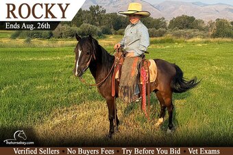 "Rocky" Black Gelding Shetland Pony