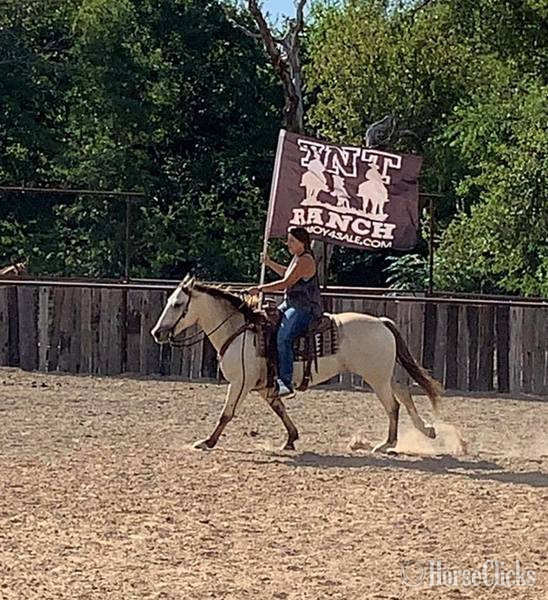 "Salem" Buckskin Gelding Quarter Horse