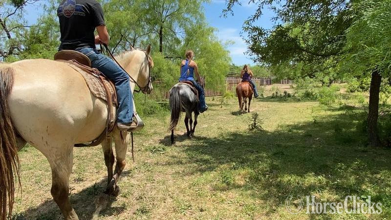 Texas "Salem" Buckskin Gelding Quarter Horse